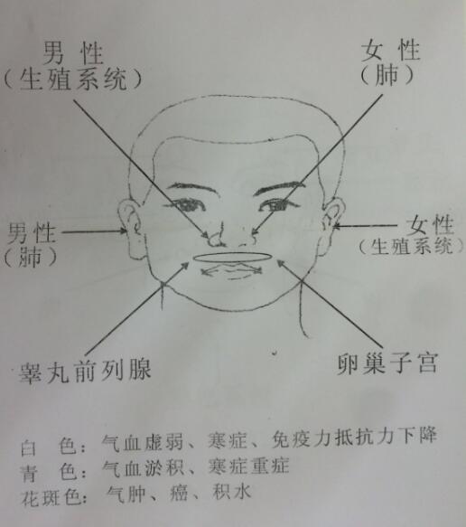 面部五行呈色反应图2