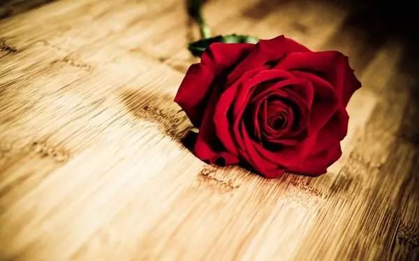 玫瑰象征爱情和真挚纯洁的爱.寻找属于自己的那一份永恒的爱.
