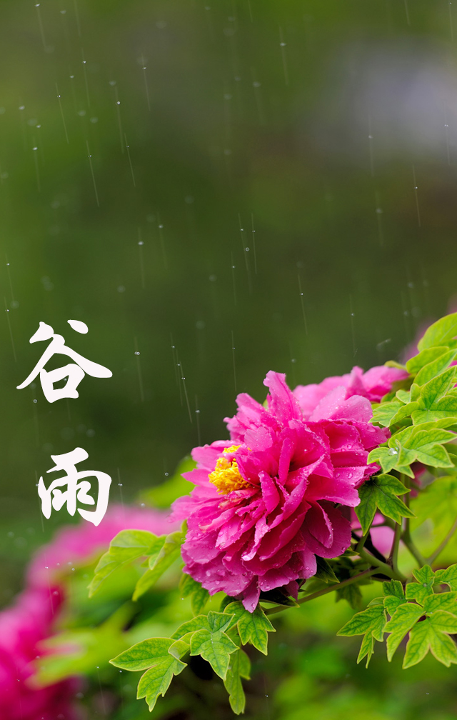谷雨的祝福送给你!