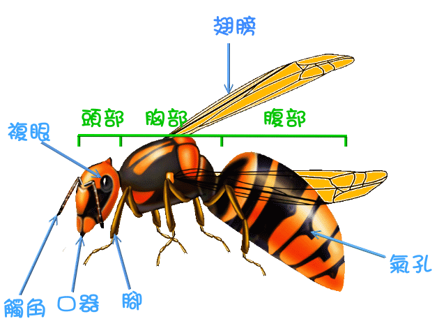 预习任务: 1,了解昆虫的结构特点 2,找一找身边的昆虫 3,搜集一张清晰