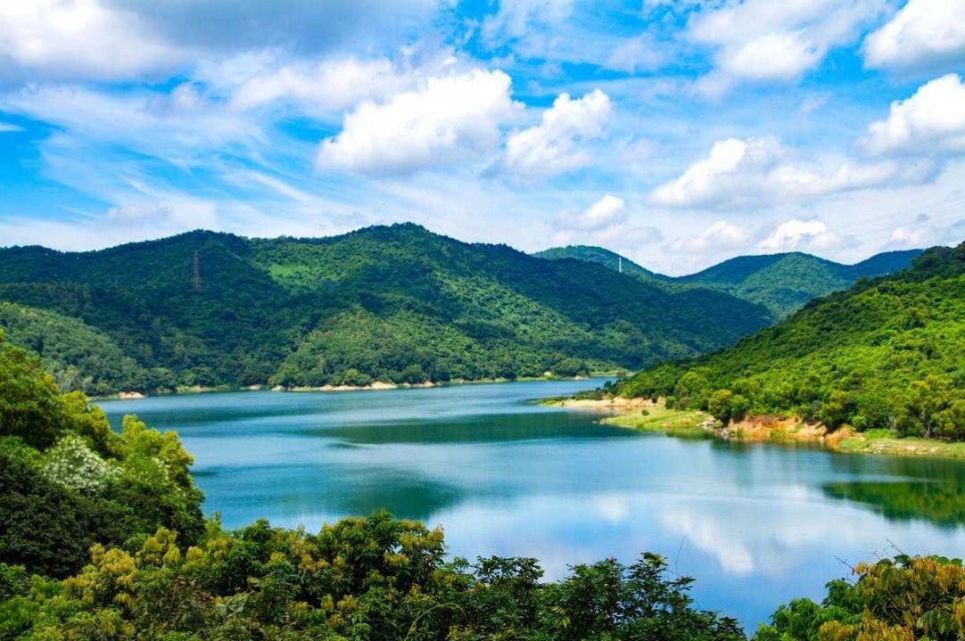 公庄镇  水东陂水库纯野山花 鸭脚木蜂蜜