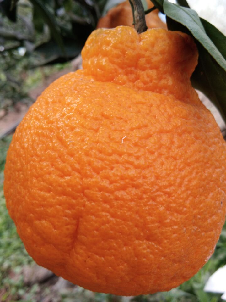 新鮮水果，綠色產品