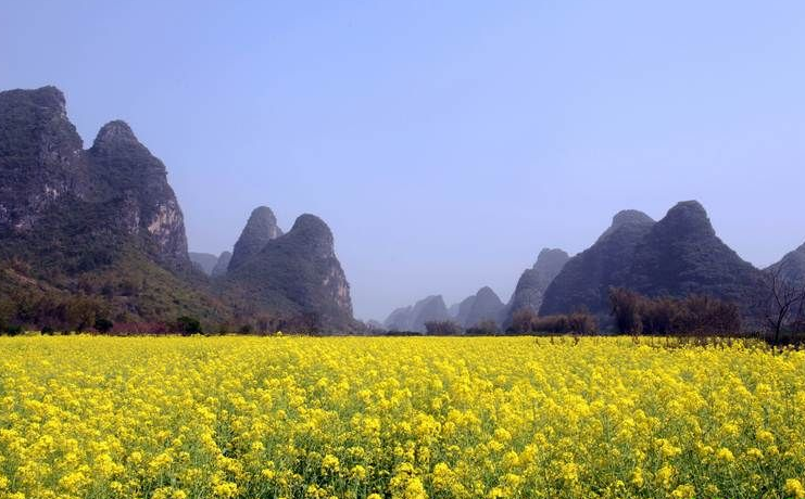 中达丰田遇龙河油菜花之旅