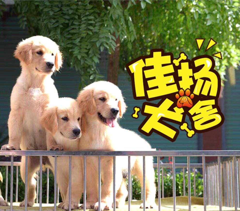 寵物，犬舍，狗狗，品種犬，犬，愛狗人士