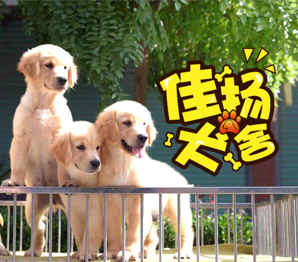 寵物，犬舍，狗狗，品種犬，犬，愛(ài)狗人士