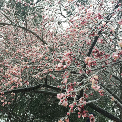 冰梅花