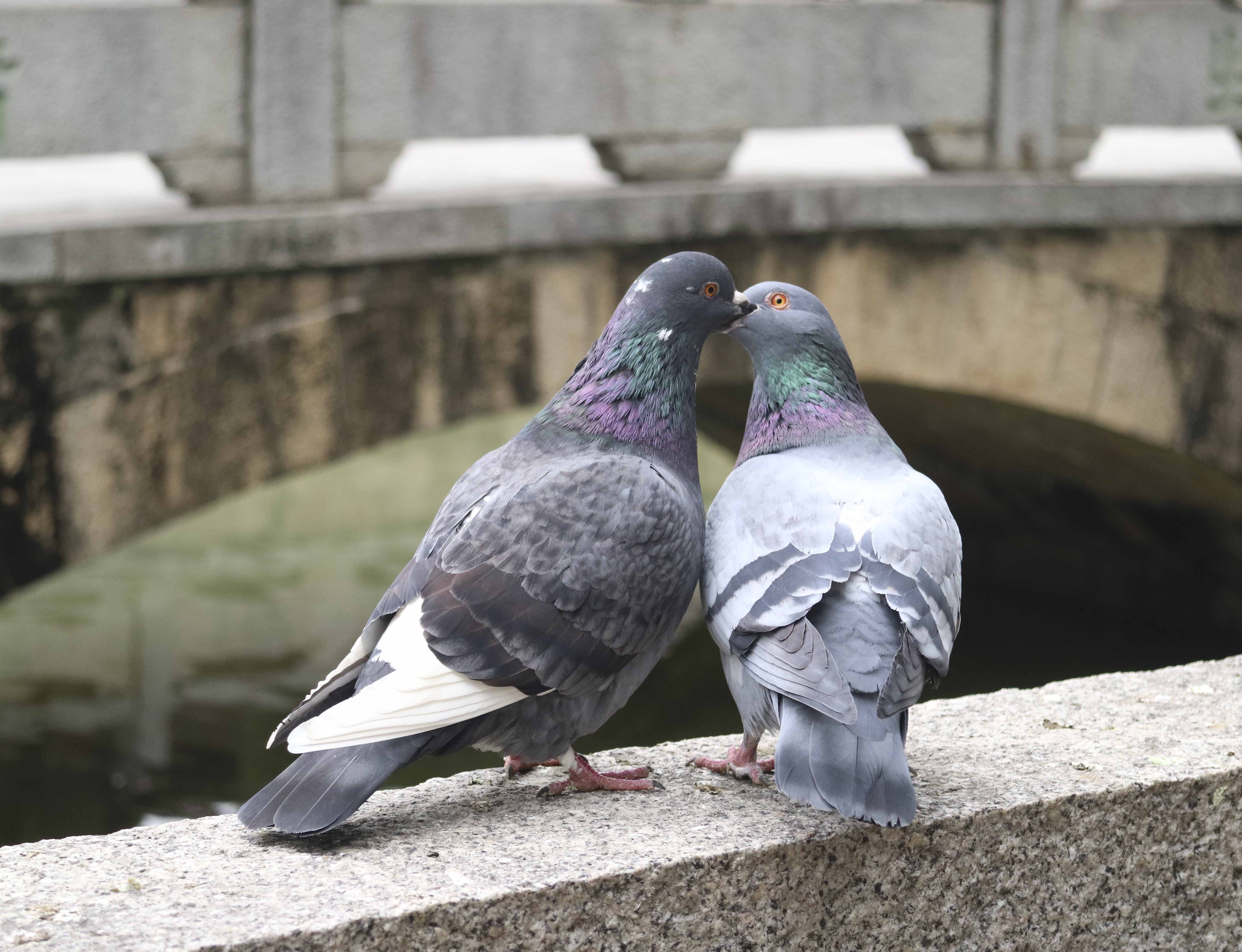 立春·广化寺