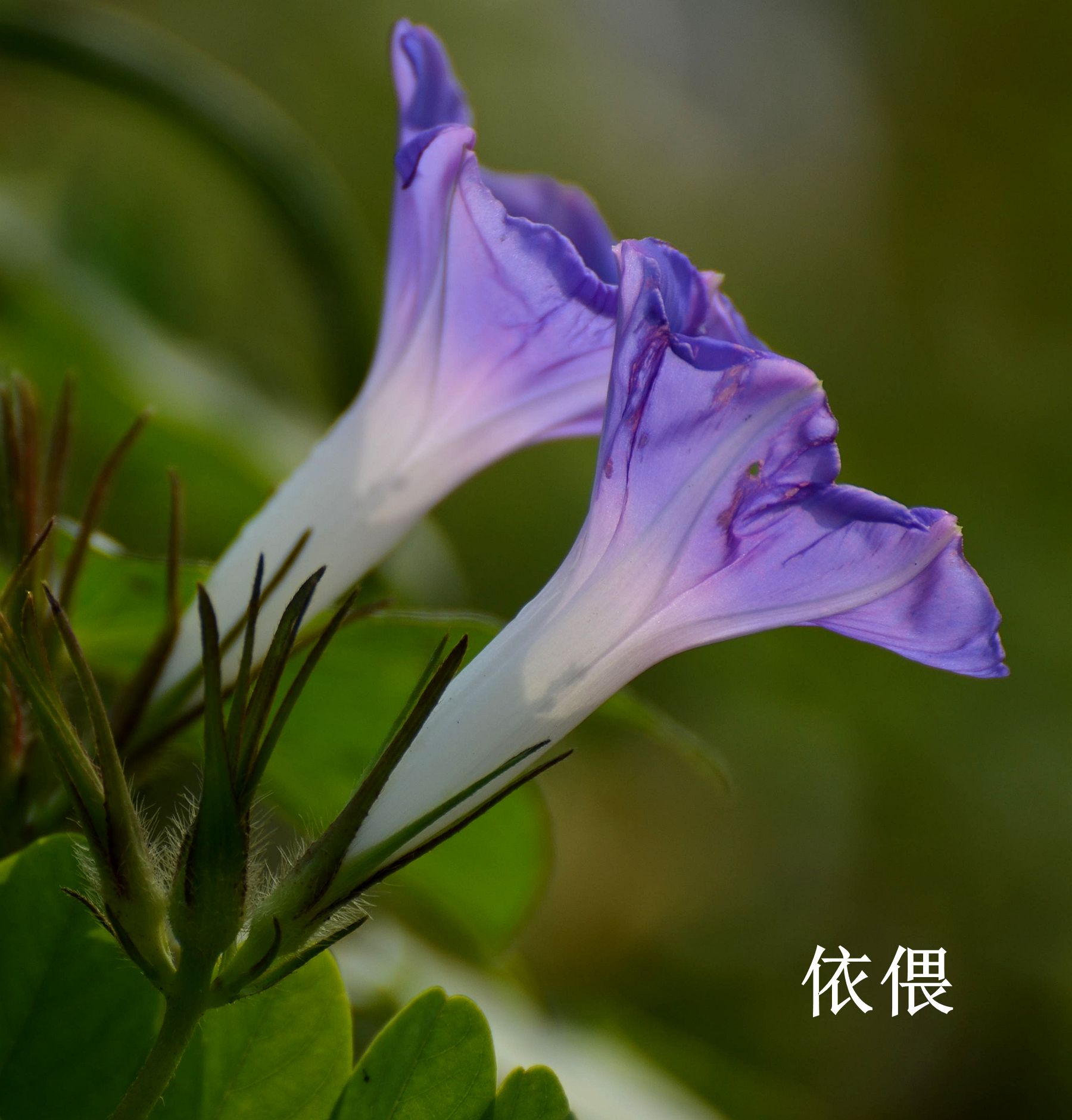 朝颜夕颜——沈林成/摄