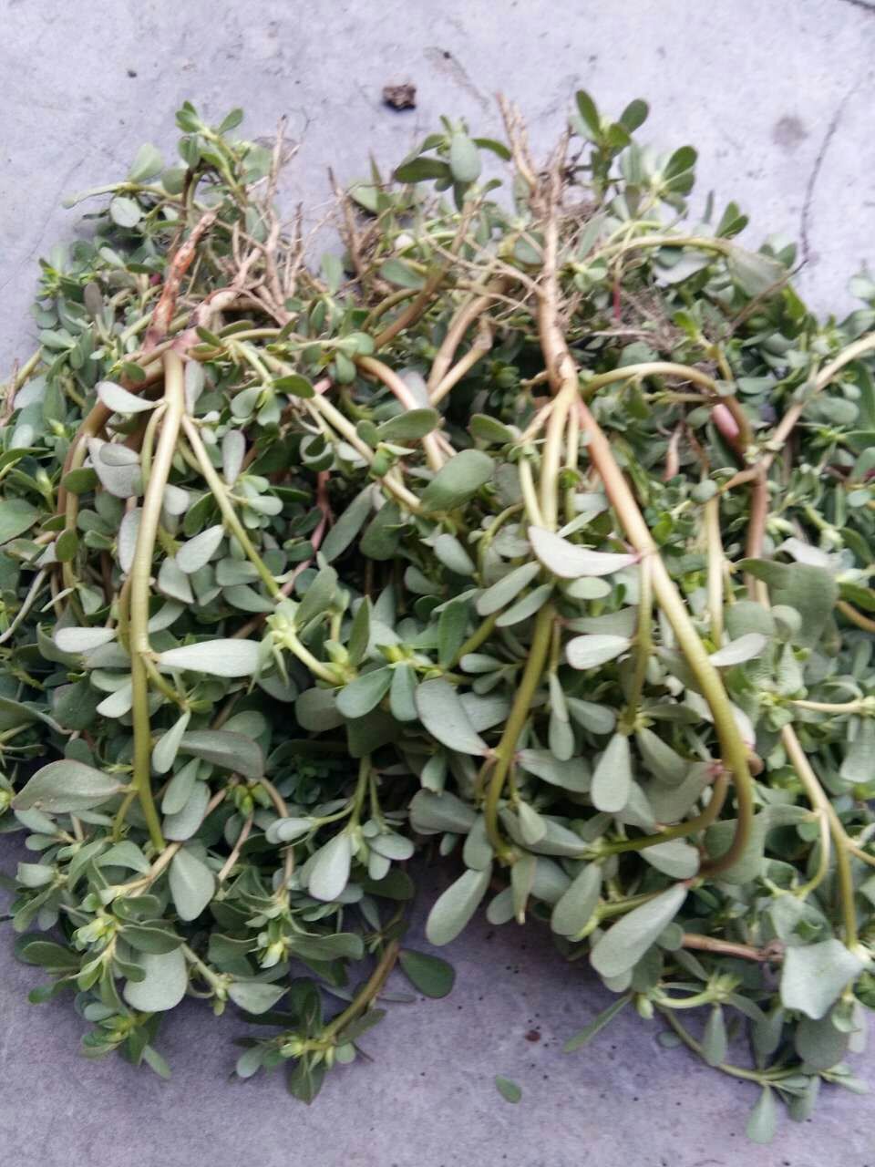 马思汗 凉拌菜有木有 洋货 这个味道真的很