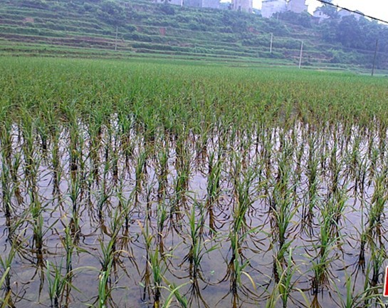 水稻返青慢,坐蔸,分蘖少 坐蔸,生长缓慢 分蘖少,成穗少