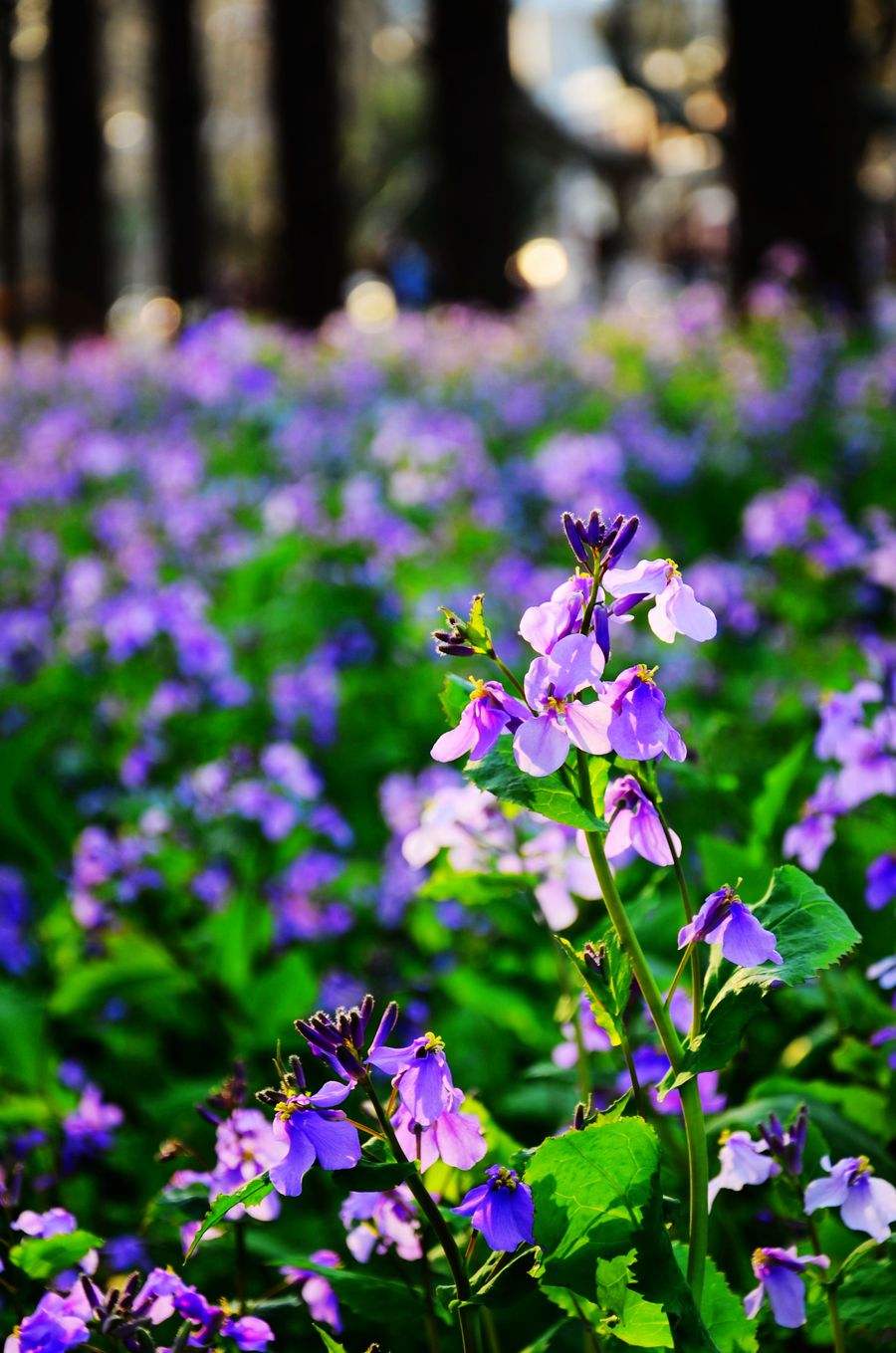 南京最新赏花攻略来啦!