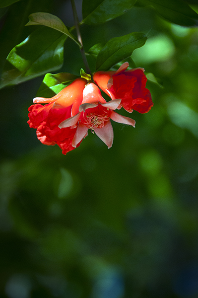 古人赞赏石榴花诗选_微信微杂志制作软件- 兔展h5作品