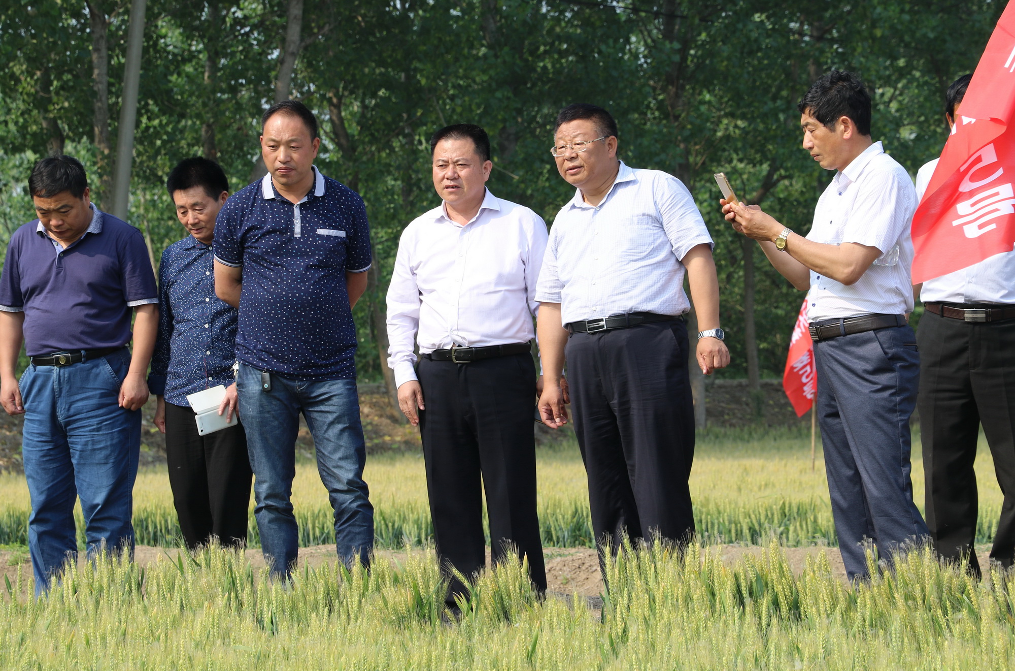 方源种业:天益科麦5号品种观摩推介会