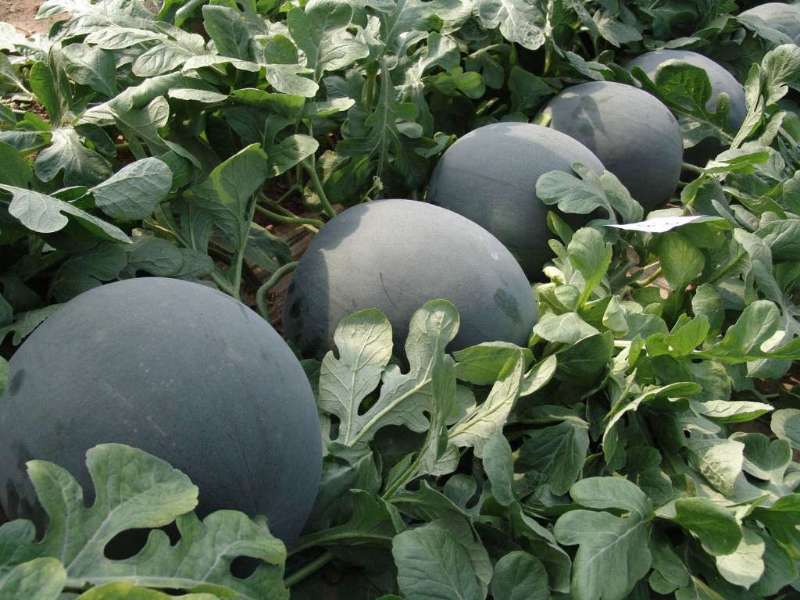 清明小长假,新村采摘季