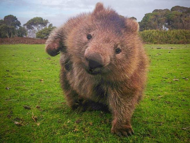 "我的11城"之澳大利亚奇游记