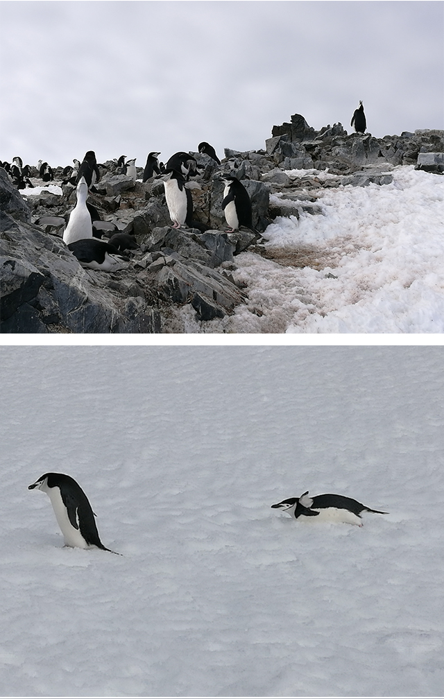 南极之旅_轻应用设计- 兔展h5作品