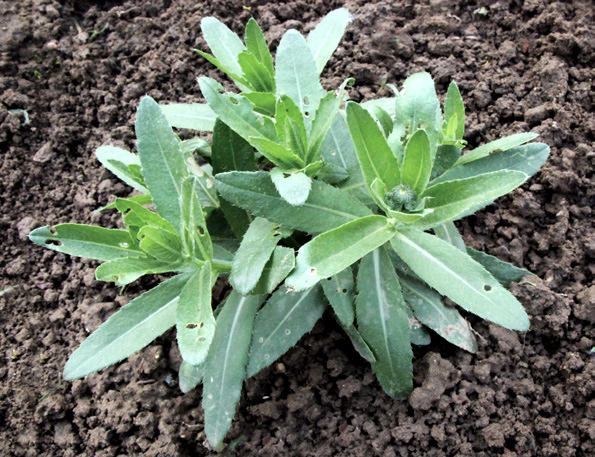 刺儿菜花苞期 刺儿菜花 菊科 刺儿菜根 刺儿菜