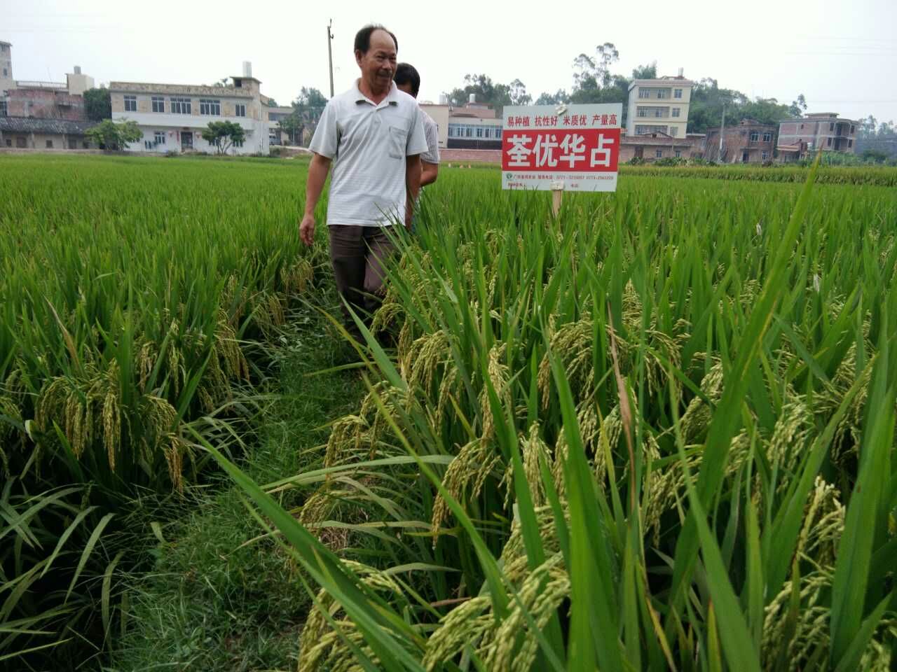 亮瞎人眼的荃優華佔