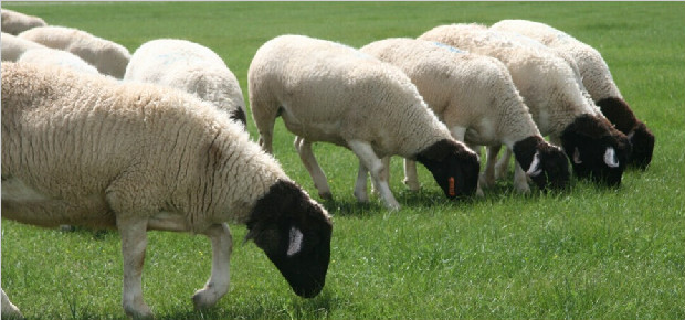 2017年年货特别活动