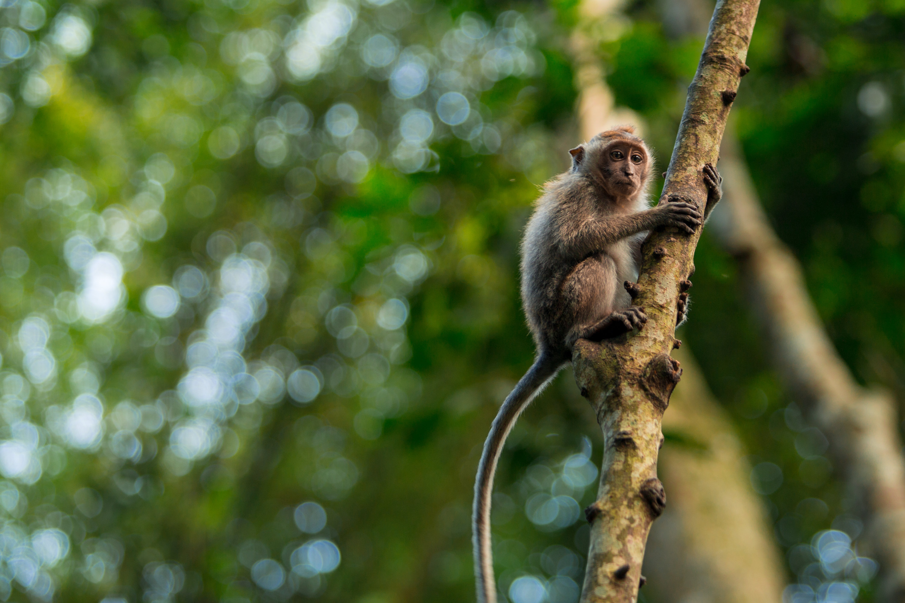 活动招募 ▎ 贵阳晚报小记者 扎佐野生动物园"丛林寻宝"