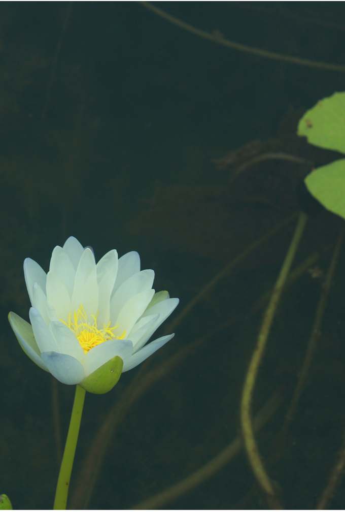 將軍府傳統(tǒng)中醫(yī)健康分享會