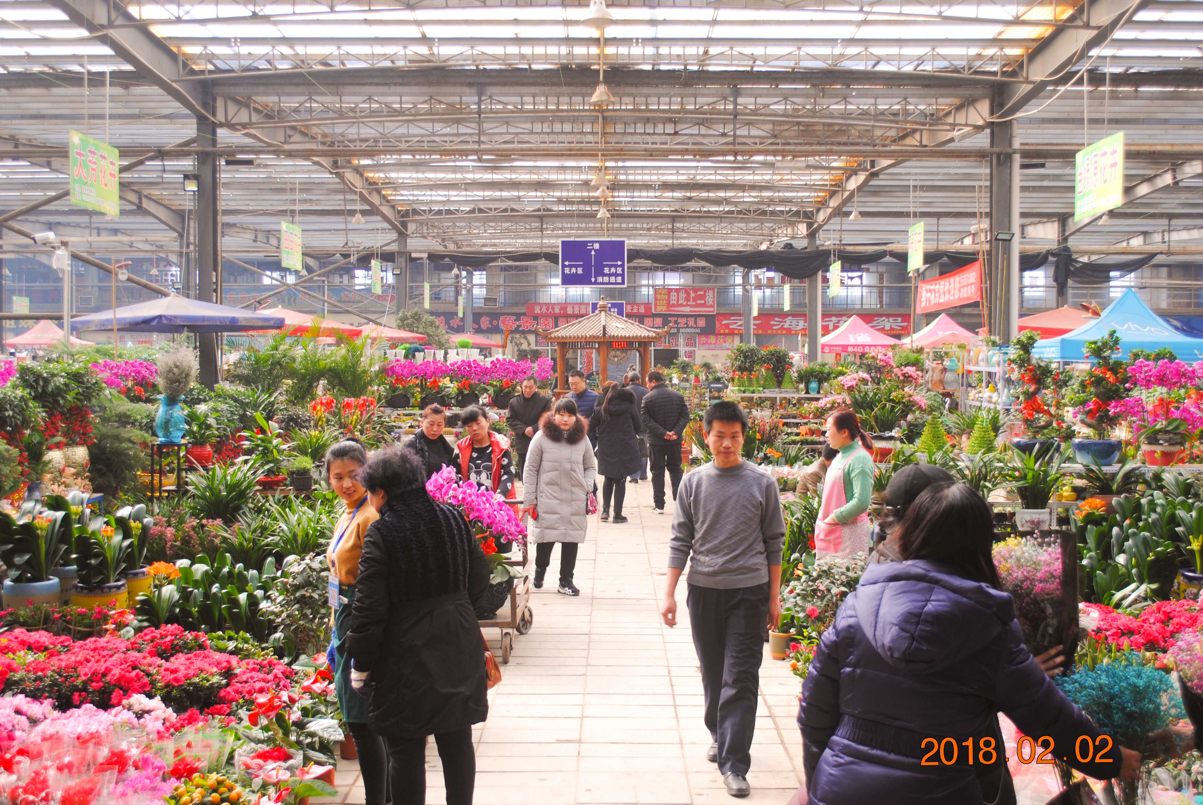 广州汾水花鸟市场图片