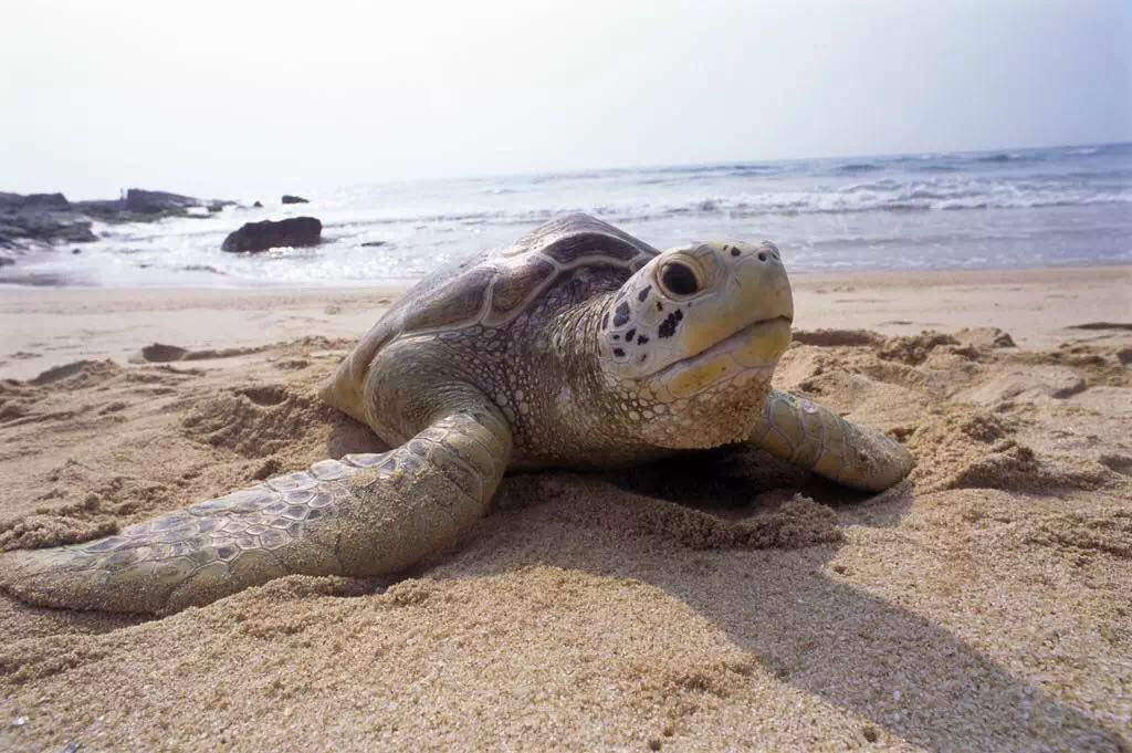 淨透的海水 唯美的海灘 無敵的海景房 選擇巽寮灣 珍貴的海龜 美味的