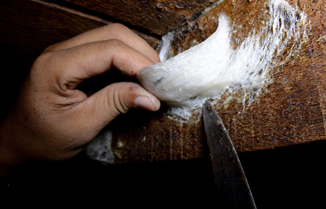 当燕窝从燕屋采摘下来,称为毛燕,毛燕因为没有经过挑毛加工,所以