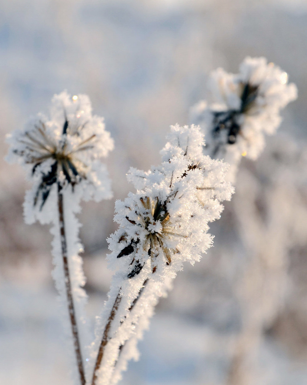 把酒慰风尘,凝雾幻琼花 ▍一路向北,体验-30℃的雾凇奇观