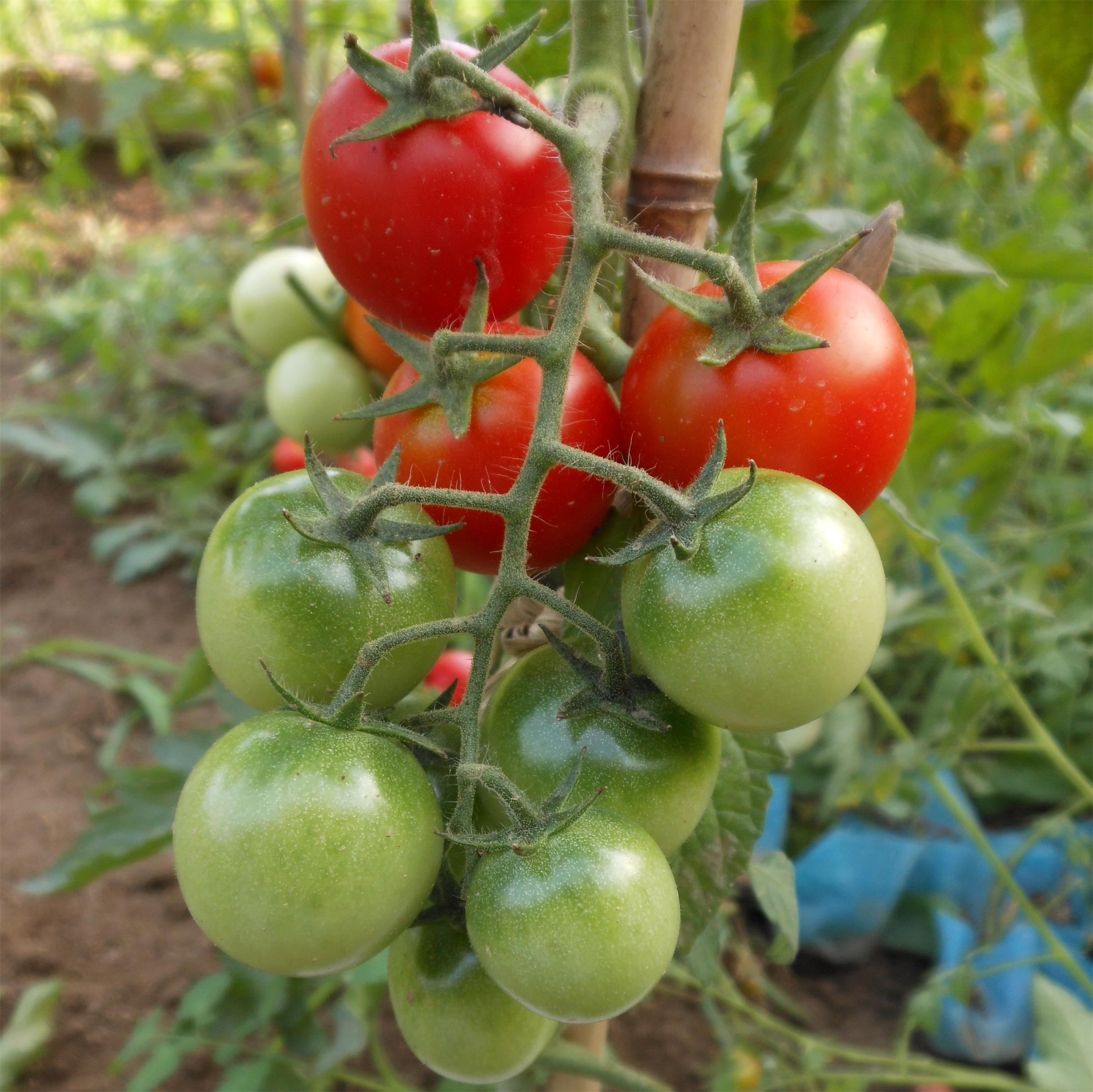 粉太郎春季种苗预订开始啦!