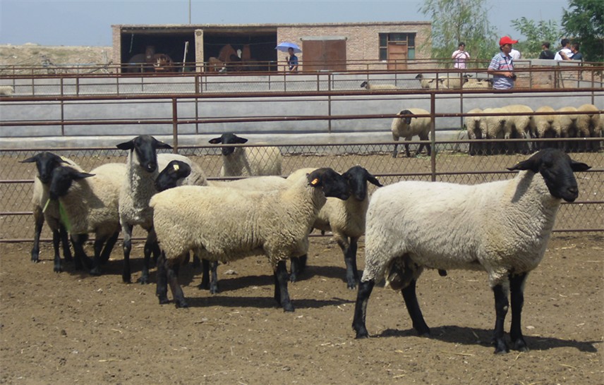 花儿昌吉·幸福玛纳斯我是第155136位北五岔点赞