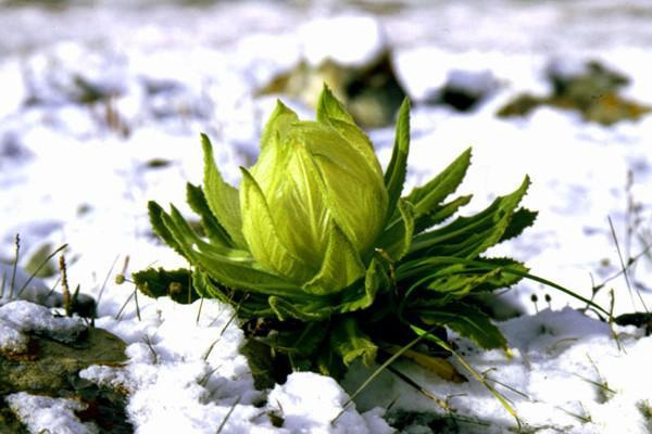 西藏雪域高原特产