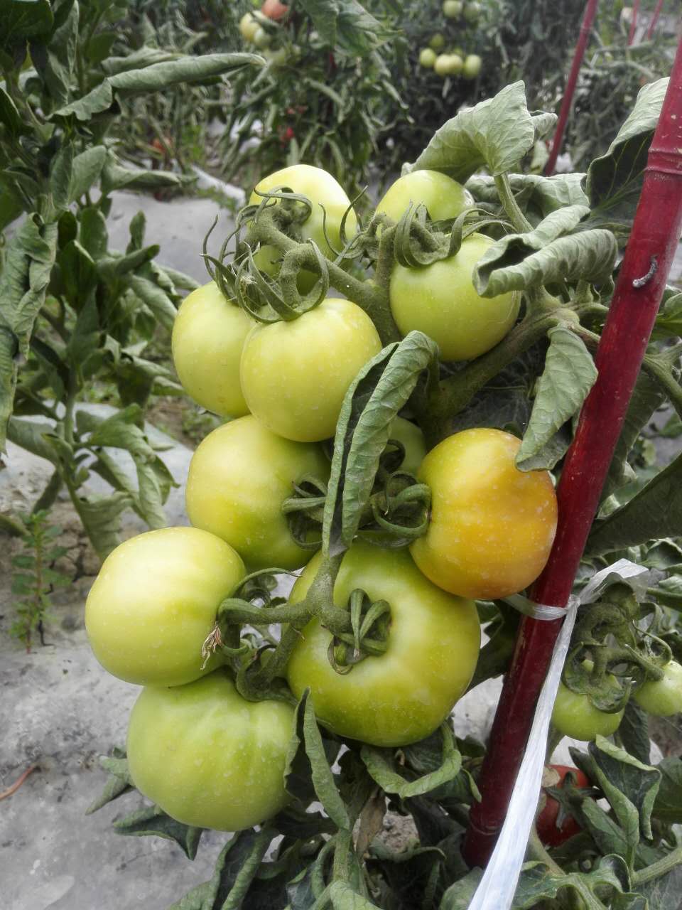 [副本]阿克苏车务段小种植、小养殖展示